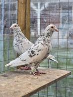 Stipper postduiven duiven, Dieren en Toebehoren, Vogels | Duiven, Meerdere dieren, Postduif