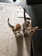 Kittens rescue, Dieren en Toebehoren, Katten en Kittens | Raskatten | Korthaar, Poes, Gechipt, 0 tot 2 jaar