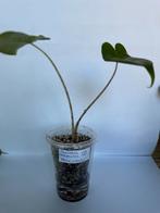 Alocasia Reticulata (1), Ophalen of Verzenden, Overige soorten, Minder dan 100 cm