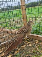 Speklap zoekt een huisje! (Goudfazant), Dieren en Toebehoren, Pluimvee, Vrouwelijk, Overige soorten