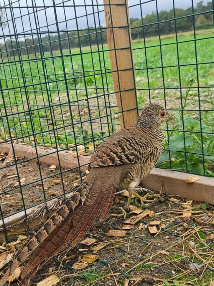 Speklap zoekt een huisje! (Goudfazant), Dieren en Toebehoren, Pluimvee, Overige soorten, Vrouwelijk