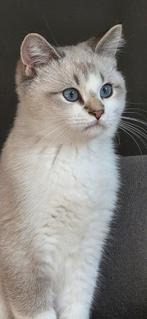 Super knappe kater 24 weken oud., Dieren en Toebehoren, Katten en Kittens | Overige Katten, Kater