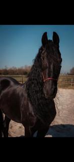 Knap en lief fries paard aangeboden, Dieren en Toebehoren, Paarden, Gechipt, B, Ruin, 11 jaar of ouder