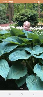 Jurassic Park, Hosta blikvanger, Ophalen, Zomer, Overige soorten, Halfschaduw