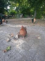 Kip met kuikens en haan, Dieren en Toebehoren, Pluimvee, Meerdere dieren, Kip
