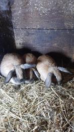 3 jonge konijnen te koop voedsters, Dieren en Toebehoren, Konijnen, Vrouwelijk, Klein, 0 tot 2 jaar