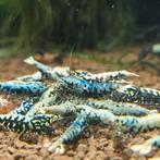 Boa Galaxy mix  garnalen caridina aquarium bezorging, Kreeft, Krab of Garnaal
