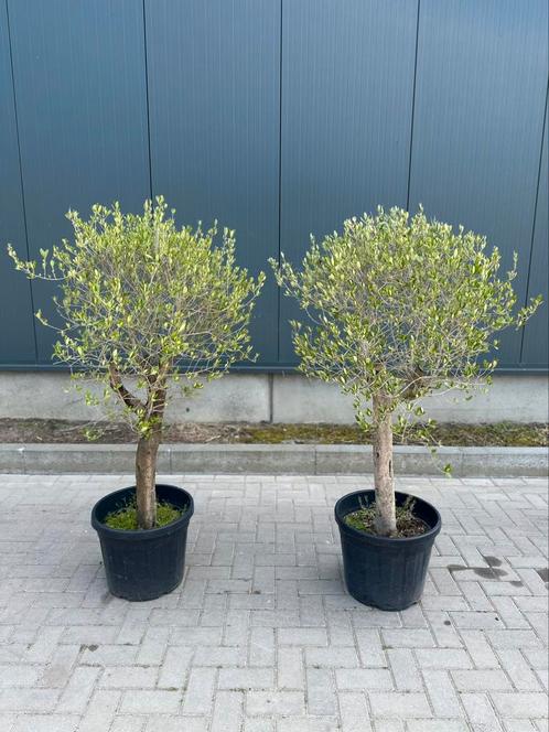 Olijfbomen, Tuin en Terras, Planten | Bomen, Olijfboom, 100 tot 250 cm, Volle zon, Ophalen