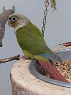 Jonge pyrrhura molinae cinnamon, opaline split dilute, Meerdere dieren, Parkiet, Geringd