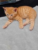 Prachtige erg  lieve kittens, Dieren en Toebehoren, Katten en Kittens | Overige Katten, Meerdere dieren, 0 tot 2 jaar