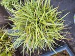 Grasplant, Tuin en Terras, Planten | Tuinplanten, Ophalen of Verzenden, Overige soorten, Volle zon