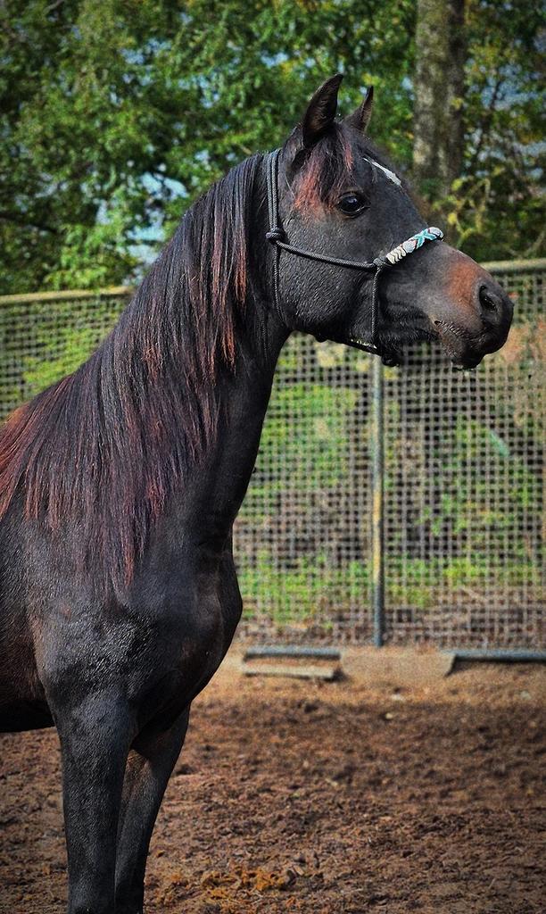 Schitterende jonge hengst en kwpn merrie, Dieren en Toebehoren, Pony's, Merrie, Gechipt, Ontwormd, Ingeënt