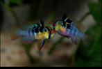 Trio Apistogramma ramirezi, Dieren en Toebehoren, Vissen | Aquariumvissen, Vis, Zoetwatervis