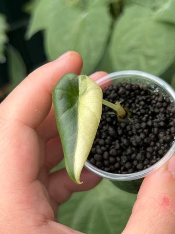 Alocasia Maharani Variegata halfmoon beschikbaar voor biedingen