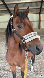 Verzorgpony aangeboden, Dieren en Toebehoren, Stalling en Weidegang