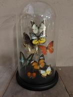 Mooie stolp met opgezette vlinders, Ophalen of Verzenden, Nieuw, Insect, Opgezet dier