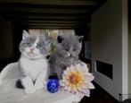 Prachtige sociale Britse Korthaar kittens, Dieren en Toebehoren, Katten en Kittens | Raskatten | Korthaar, Poes, Gechipt