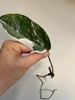 Epipremnum pinnatum variegata, meerdere gewortelde stekken, Ophalen of Verzenden, Overige soorten, Minder dan 100 cm