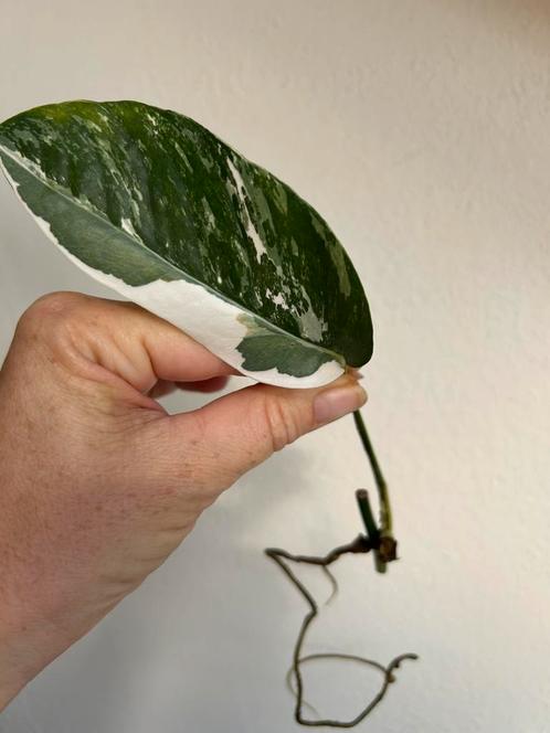 Epipremnum pinnatum variegata, meerdere gewortelde stekken, Huis en Inrichting, Kamerplanten, Overige soorten, Minder dan 100 cm