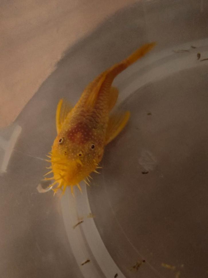 Ancistrus gold jong volwassen man, Dieren en Toebehoren, Vissen | Aquariumvissen, Zoetwatervis, Vis