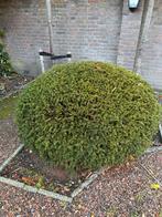3x Taxus Baccata Bolvorm, Tuin en Terras, Planten | Tuinplanten, Ophalen, Bodembedekkers, Vaste plant, Bloeit niet