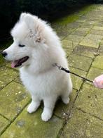 Samojeed Puppy 4 Maanden oud, Particulier, Teef, 8 tot 15 weken, Buitenland