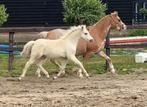 * Welsh mountain (welsh A) merrieveulen en jaarling *, Dieren en Toebehoren, Niet van toepassing, 0 tot 2 jaar, B pony (1.17m tot 1.27m)