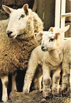 Schaap met lammetjes., Verzenden, 1960 tot 1980, Gelopen, Overige thema's