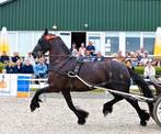 Friese stamboekmerrie (Sport), 11 jaar of ouder, Merrie