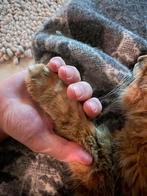 Gratis kattenspullen ivm overlijden eigen kat, Dieren en Toebehoren, Katten-accessoires, Ophalen, Gebruikt