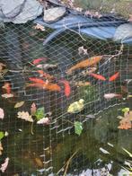 Koi karpers en goudvissen te koop, Dieren en Toebehoren, Vissen | Vijvervissen, Goudvis(sen)