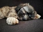 Havanezer pups geboren 1 augustus 2025 incl vaccinatie, chip, Dieren en Toebehoren, Honden | Chihuahua's en Gezelschapshonden
