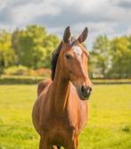Kwpn Merrie 6 jaar oud, Dieren en Toebehoren, Merrie, 3 tot 6 jaar, Onbeleerd, Gechipt