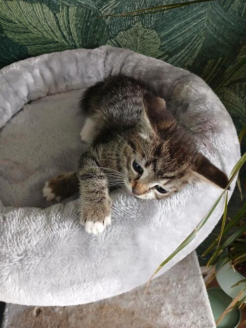 Mooi kittens, Dieren en Toebehoren, Katten en Kittens | Overige Katten