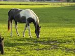2 jarige schimmel bonte merrie kwpn Reg A, Dieren en Toebehoren, Paarden, Merrie, Gechipt, Dressuurpaard, 0 tot 2 jaar