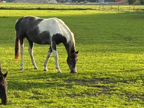2 jarige schimmel bonte merrie kwpn Reg A, Dieren en Toebehoren, Paarden, Merrie, Onbeleerd, 160 tot 165 cm, 0 tot 2 jaar, Dressuurpaard