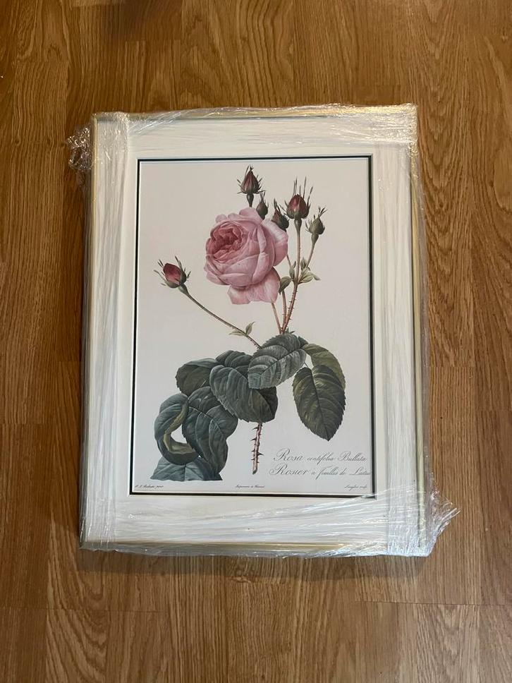Rosa Centifolia Bullata - Ingelijste Kunstreproductie, Antiek en Kunst, Kunst | Tekeningen en Foto's, Ophalen of Verzenden