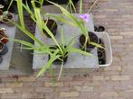 EENDAGSBLOEMEN, Volle zon, Vaste plant, Zomer, Ophalen