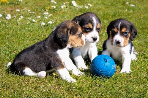 mooie beaglepups raszuiver, Dieren en Toebehoren, Honden | Beagles, Bassets en Lopende honden, Meerdere dieren, Beagle, Fokker | Hobbymatig