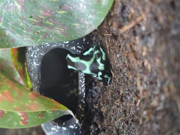 Dendrobates auratus nakweek dieren te koop.  beschikbaar voor biedingen