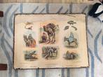 Vintage schoolplaat 'Uit de Dierenwereld', Ophalen