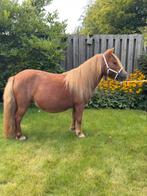 Shetlander/shetlandpony/kinderpony, Dieren en Toebehoren, Merrie