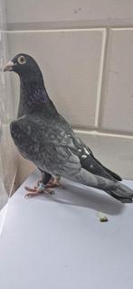 Postduiven, Dieren en Toebehoren, Meerdere dieren, Postduif