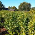 Laurier planten en coniferen in soorten, Ophalen, Laurier, 100 tot 250 cm