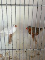 Koppels zebravinken, Dieren en Toebehoren, Vogels | Overige Vogels, Meerdere dieren, Tropenvogel