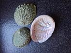 Zeeoren (abalone) schelpen, Ophalen of Verzenden, Zo goed als nieuw