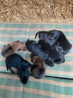 Puppy’s te koop 75% duitse herser 25% labrador, Dieren en Toebehoren, Honden | Herdershonden en Veedrijvers, 8 tot 15 weken, Meerdere