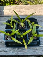 Trachycarpus Fortunei, 6 plantjes, tweedejaars zaailingen, Ophalen of Verzenden, Zomer, Overige soorten, Volle zon