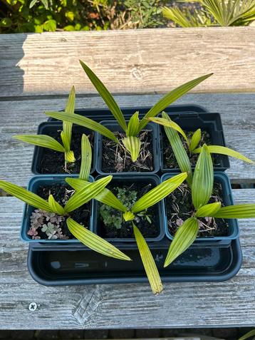 Trachycarpus Fortunei, 6 plantjes, tweejaars zaailingen beschikbaar voor biedingen