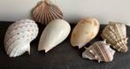 Prachtige tropische schelpen, Ophalen of Verzenden, Schelp(en)